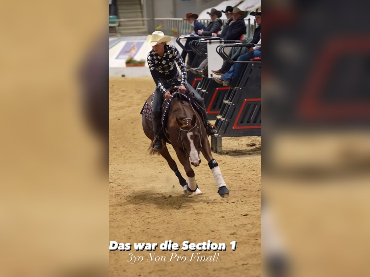 American Quarter Horse Stute 3 Jahre 153 cm Fuchs in Rendsburg