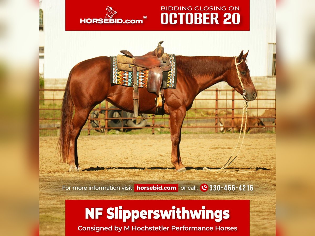 American Quarter Horse Stute 3 Jahre 155 cm Rotfuchs in Fredericksburg