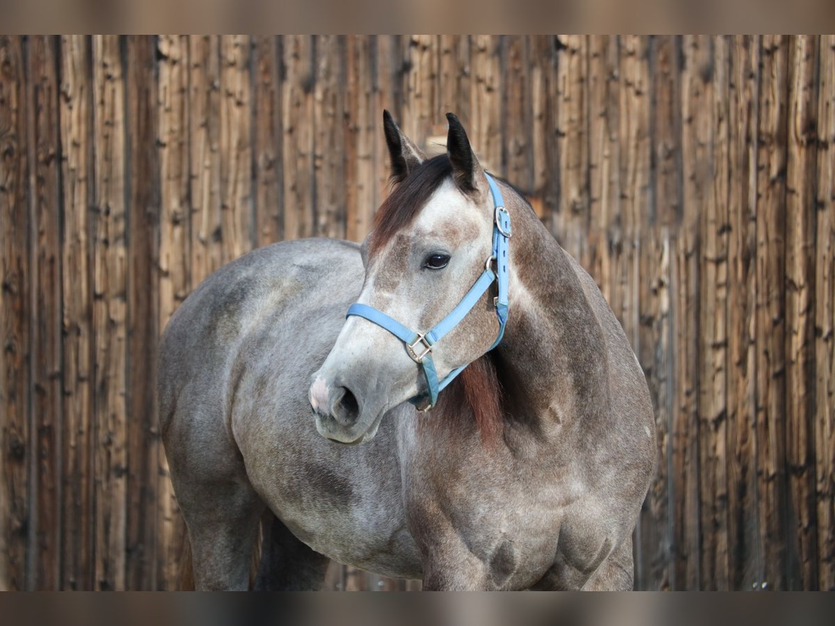 American Quarter Horse Stute 3 Jahre 155 cm Schimmel in Poing
