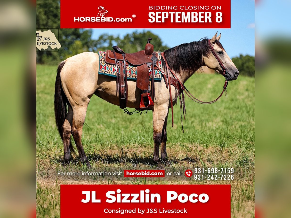 American Quarter Horse Stute 3 Jahre 157 cm Buckskin in Santa Fe, TN
