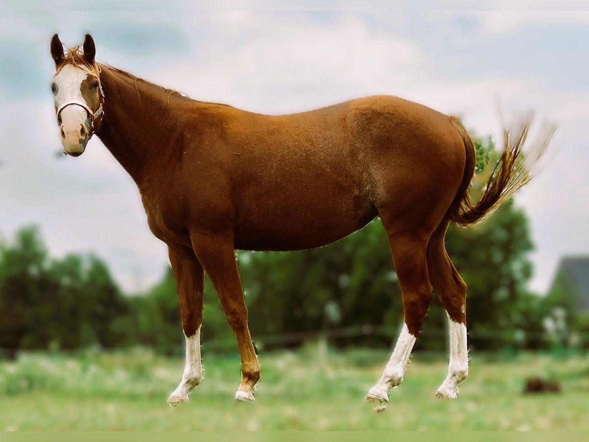 American Quarter Horse Stute 3 Jahre 160 cm Fuchs in Schattendorf