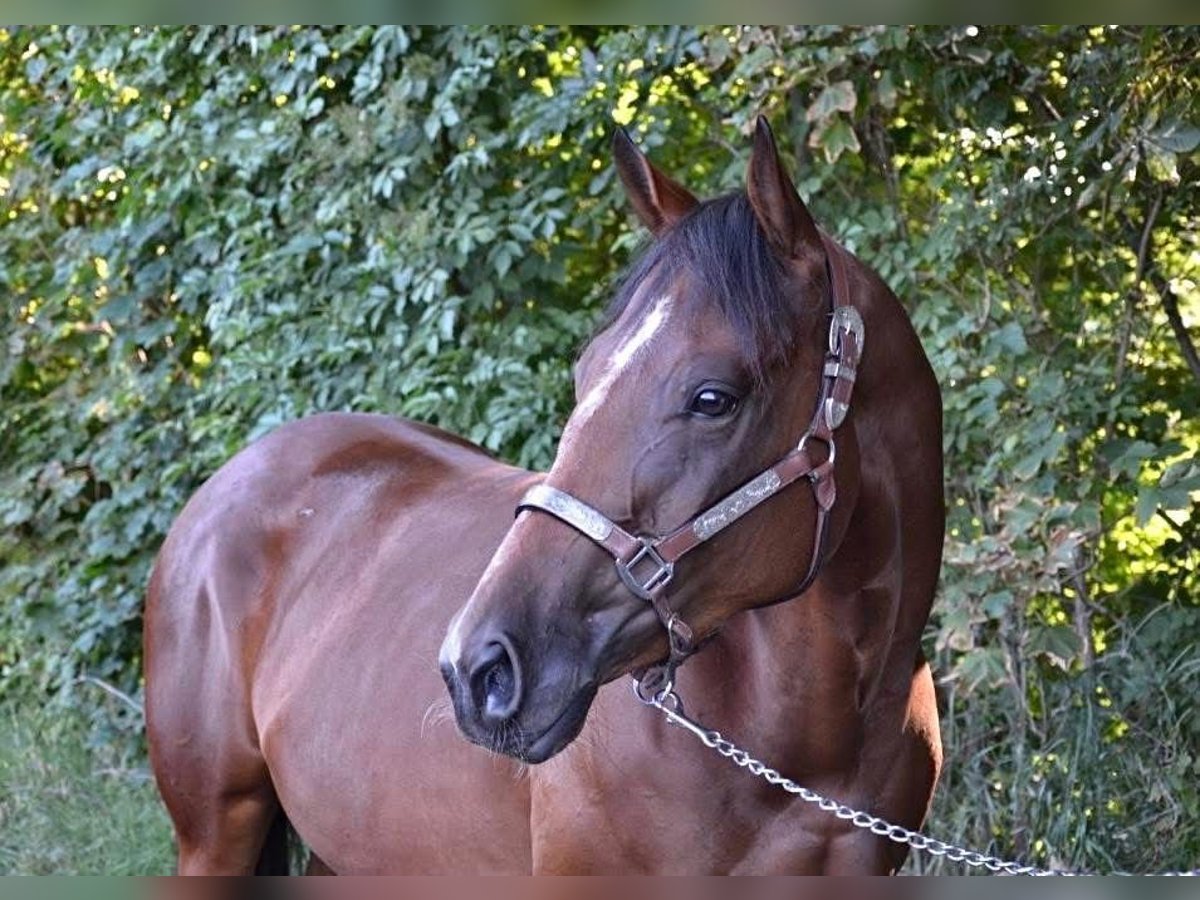 American Quarter Horse Stute 3 Jahre Brauner in Weinern