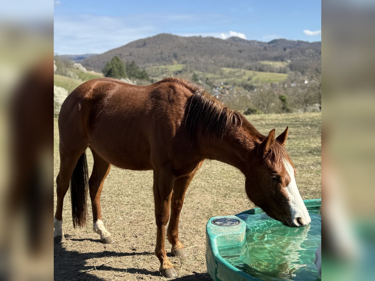 American Quarter Horse Stute 3 Jahre Fuchs in Lautertal