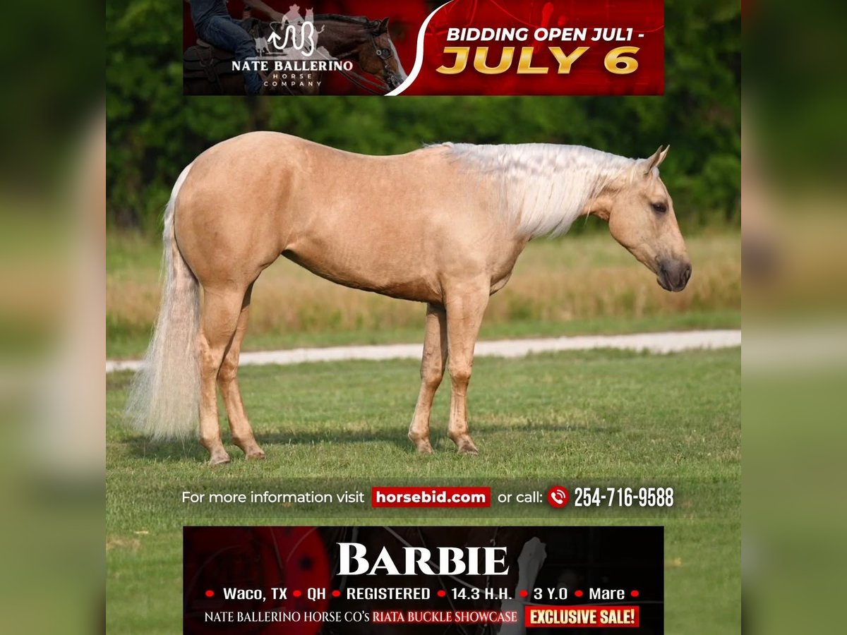American Quarter Horse Stute 3 Jahre Palomino in Waco