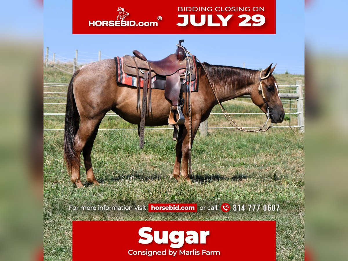 American Quarter Horse Stute 4 Jahre 140 cm Roan-Red in Rebersburg, PA