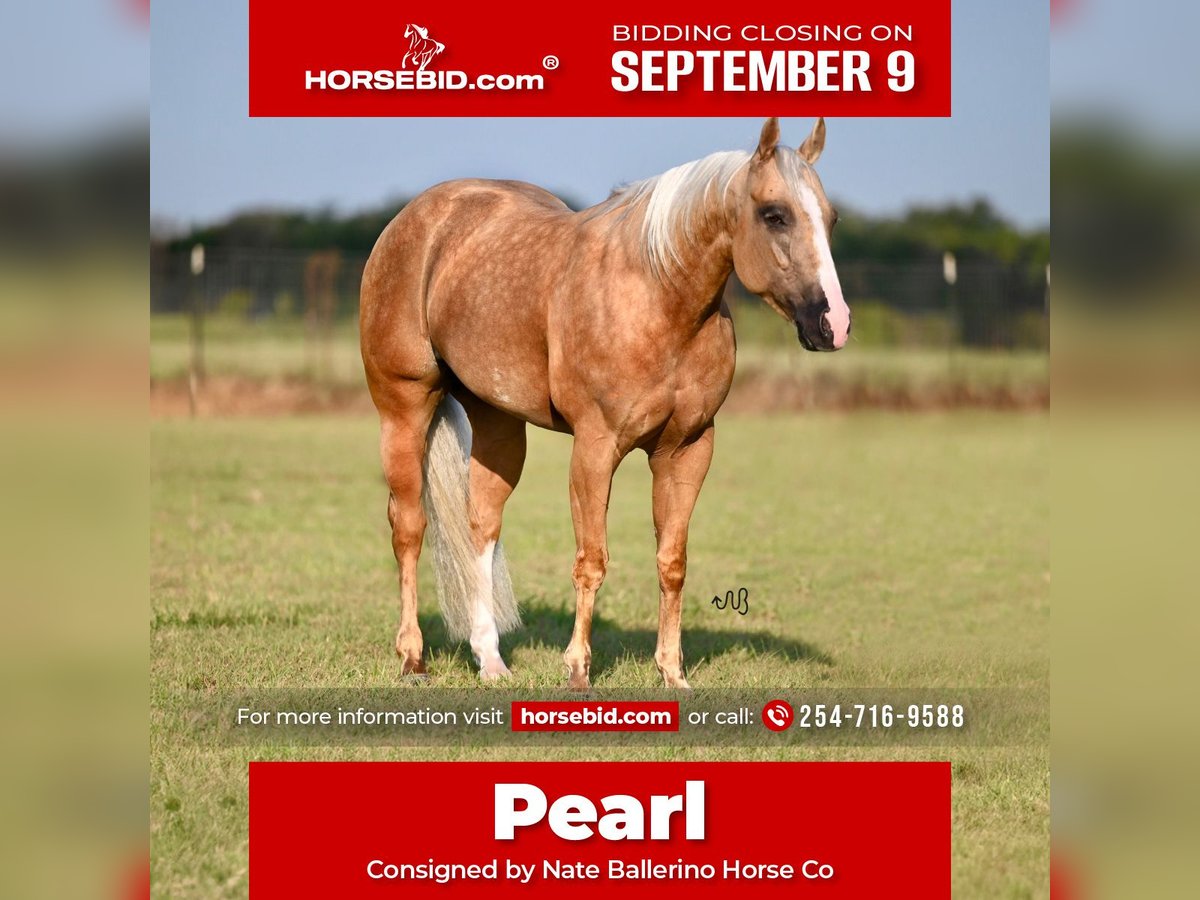 American Quarter Horse Stute 4 Jahre 142 cm Palomino in Waco, TX