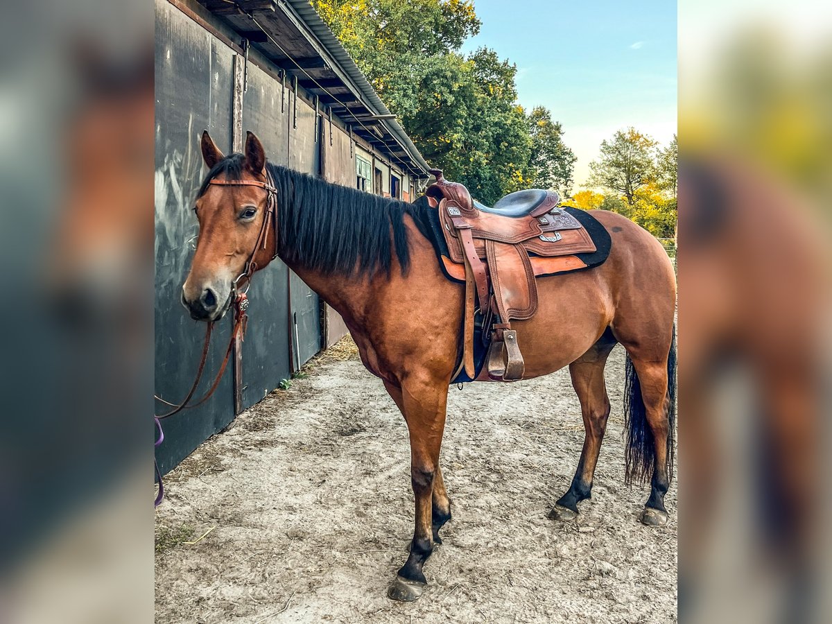American Quarter Horse, Stute in Bad Zwischenahn
