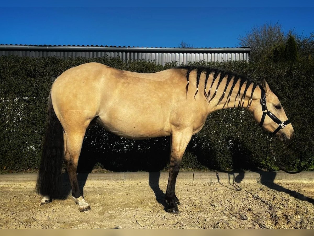 American Quarter Horse Stute 4 Jahre 145 cm in Bad Laer