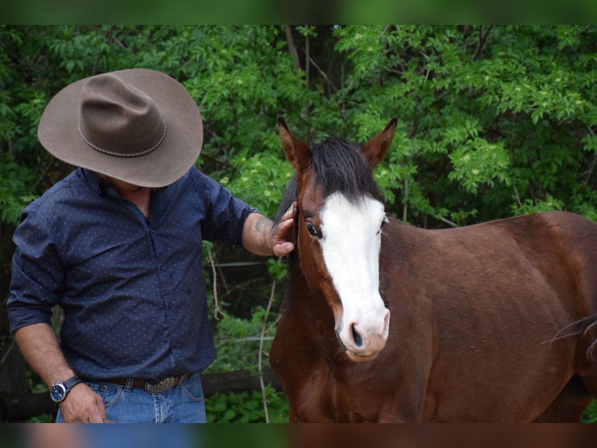 American Quarter Horse Stute 4 Jahre 145 cm in Reichertshofen