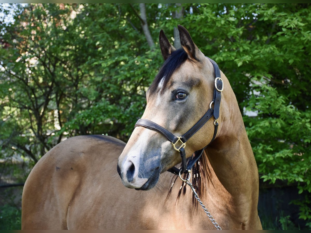 American Quarter Horse Stute 4 Jahre 146 cm Buckskin in Eschenbach in der Oberpfalz