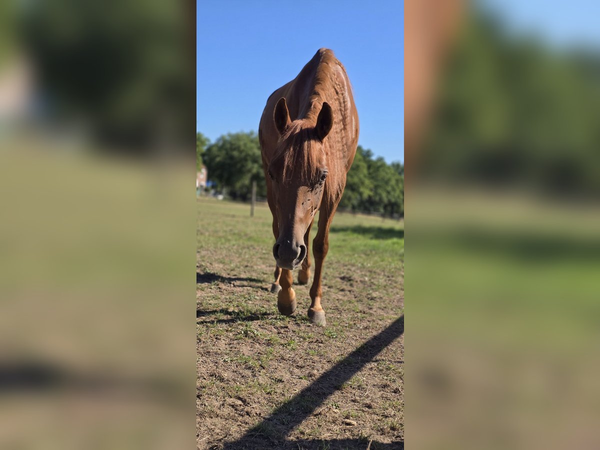 American Quarter Horse Stute 4 Jahre 147 cm Dunkelfuchs in Brunssum