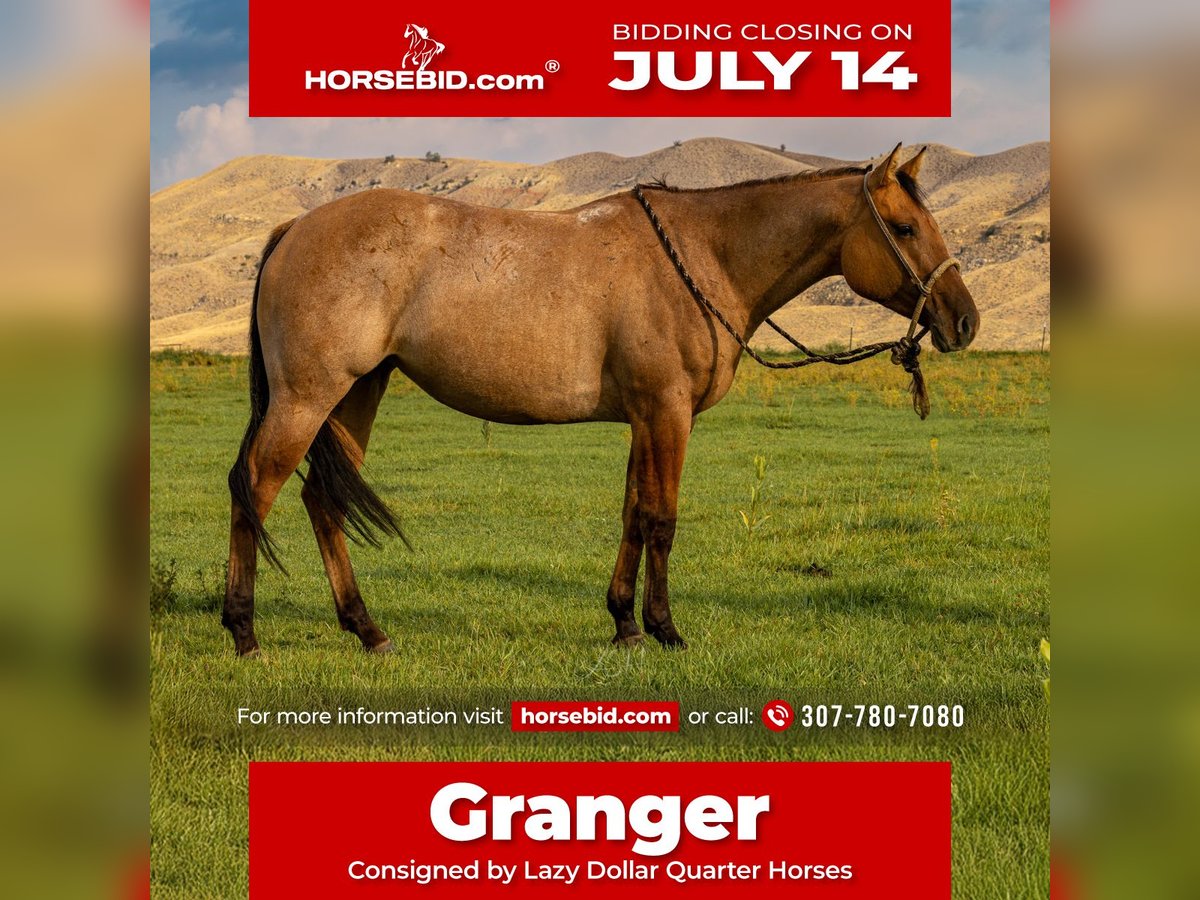 American Quarter Horse Stute 4 Jahre 147 cm in Meeteetse, WY