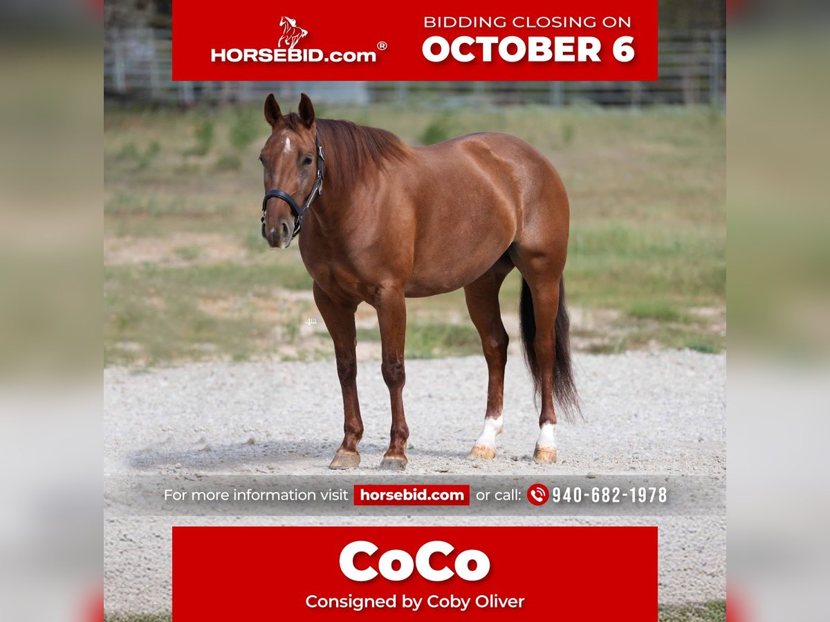 American Quarter Horse Stute 4 Jahre 147 cm Rotfuchs in Weatherford