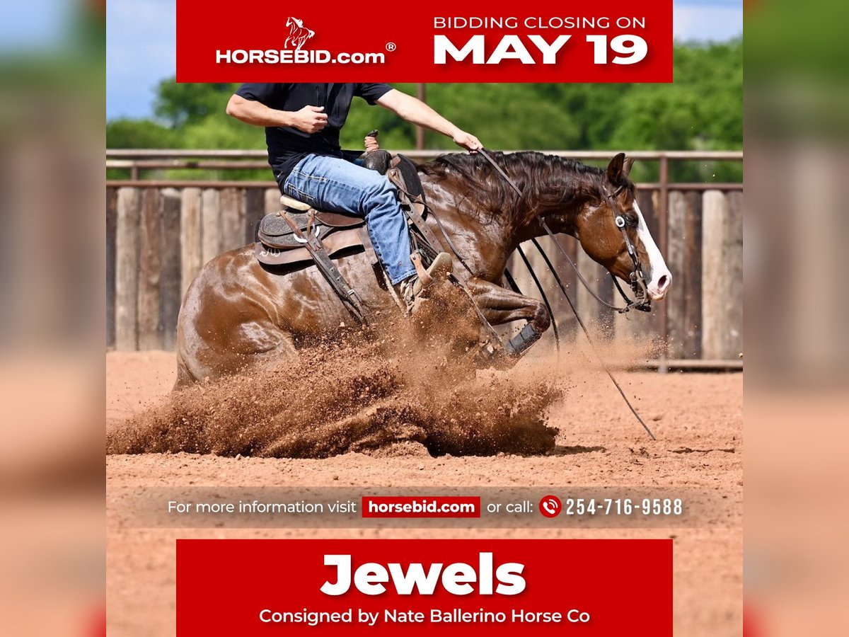 American Quarter Horse Stute 4 Jahre 147 cm Rotfuchs in Waco, TX