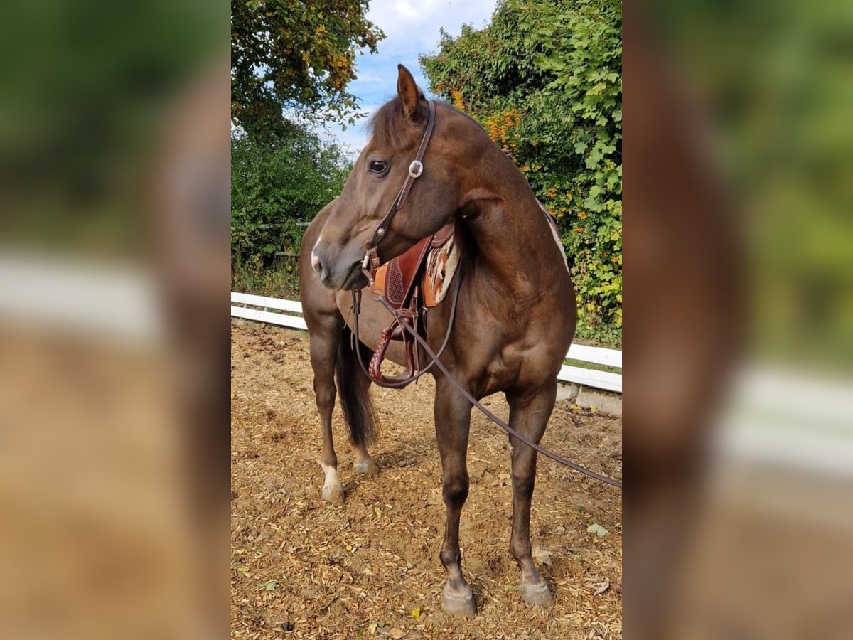 American Quarter Horse Stute 4 Jahre 148 cm Dunkelfuchs in Monheim