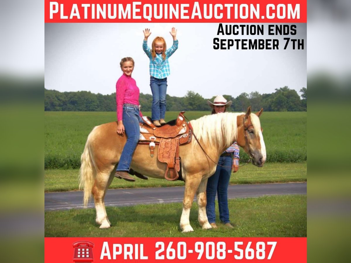 American Quarter Horse Stute 4 Jahre 150 cm Dunkelfuchs in Camden MI
