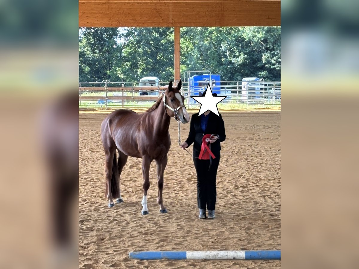 American Quarter Horse Stute 4 Jahre 150 cm Fuchs in Kirchendemenreuth