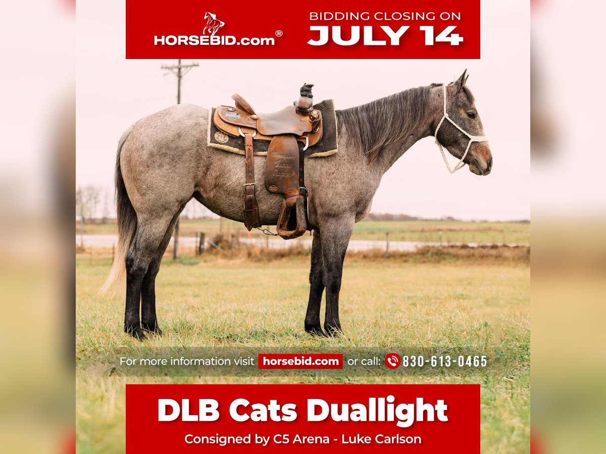 American Quarter Horse Stute 4 Jahre 150 cm Roan-Bay in Decorah, IA