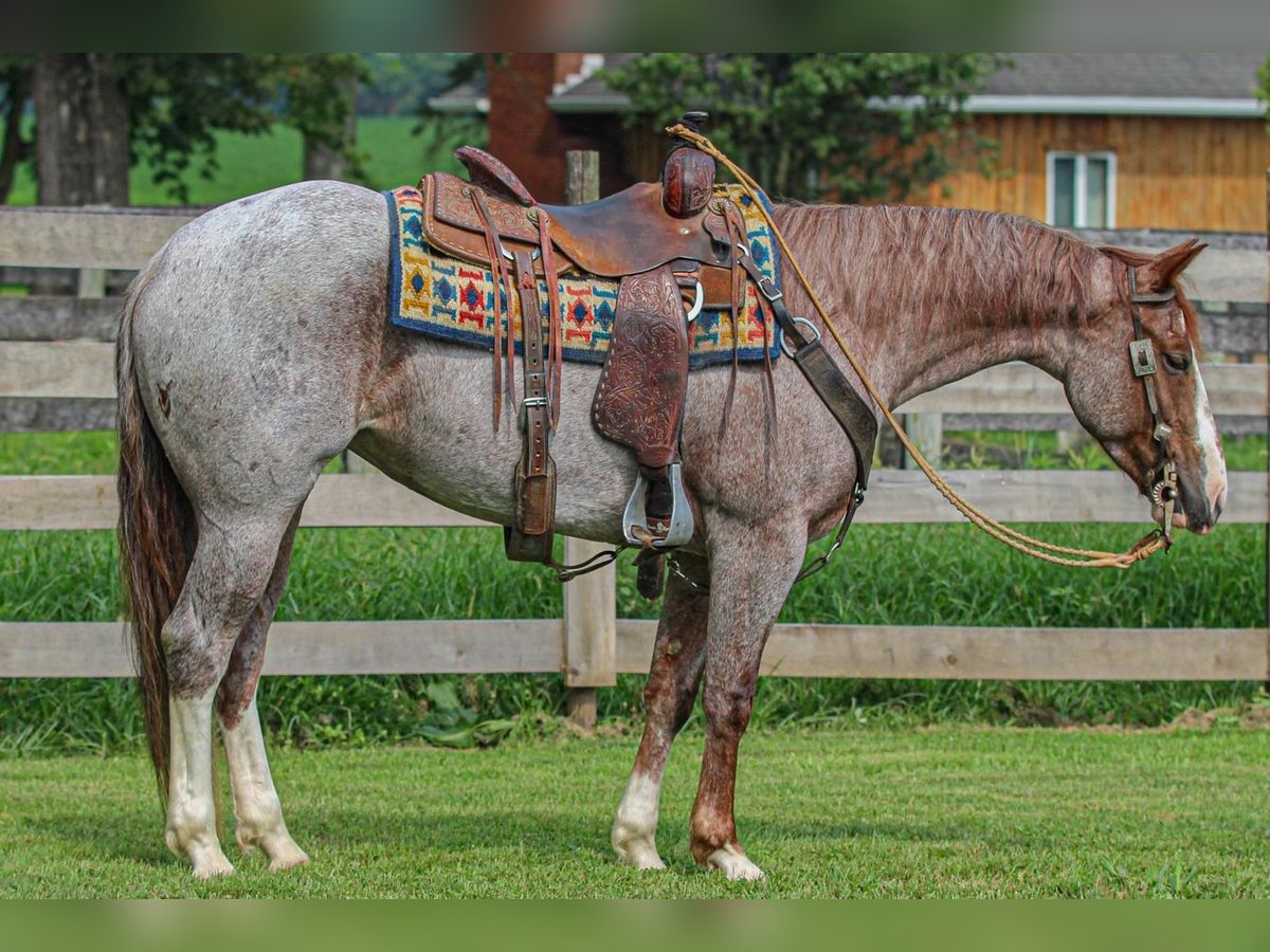 American Quarter Horse Stute 4 Jahre 150 cm Roan-Red in Sandborn