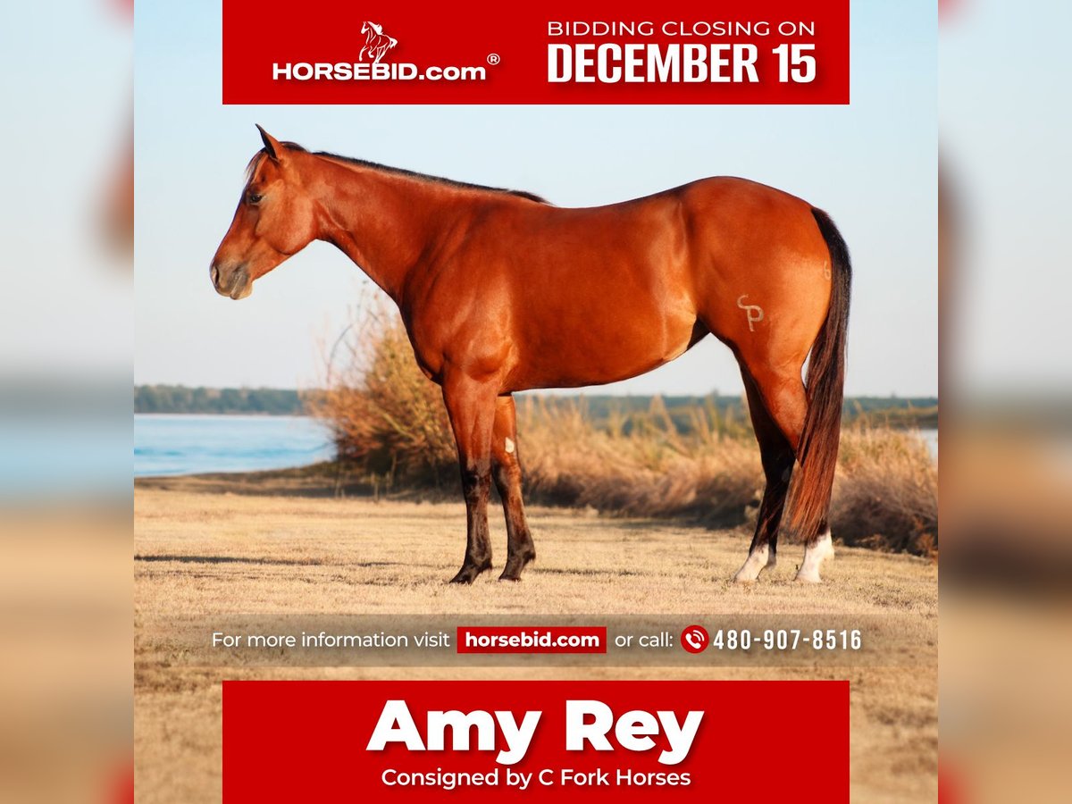 American Quarter Horse Stute 4 Jahre 150 cm Rotbrauner in Amarillo