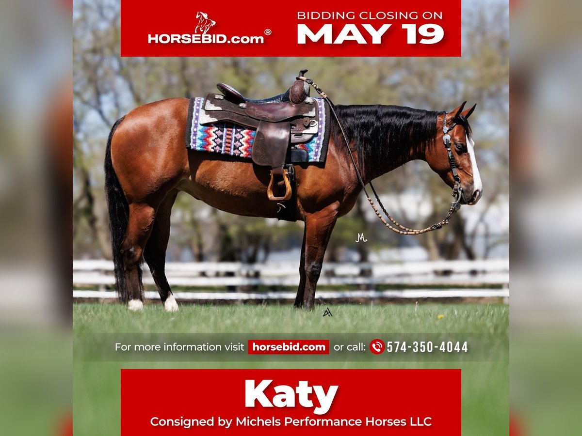 American Quarter Horse Stute 4 Jahre 150 cm Rotbrauner in Cottage Grove, MN