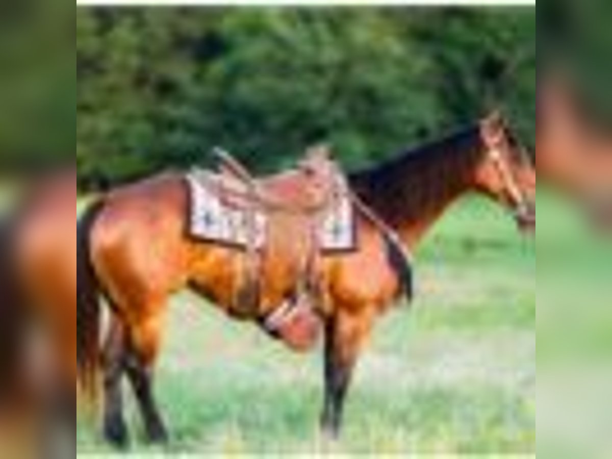 American Quarter Horse Stute 4 Jahre 150 cm Rotbrauner in Terrell Tx