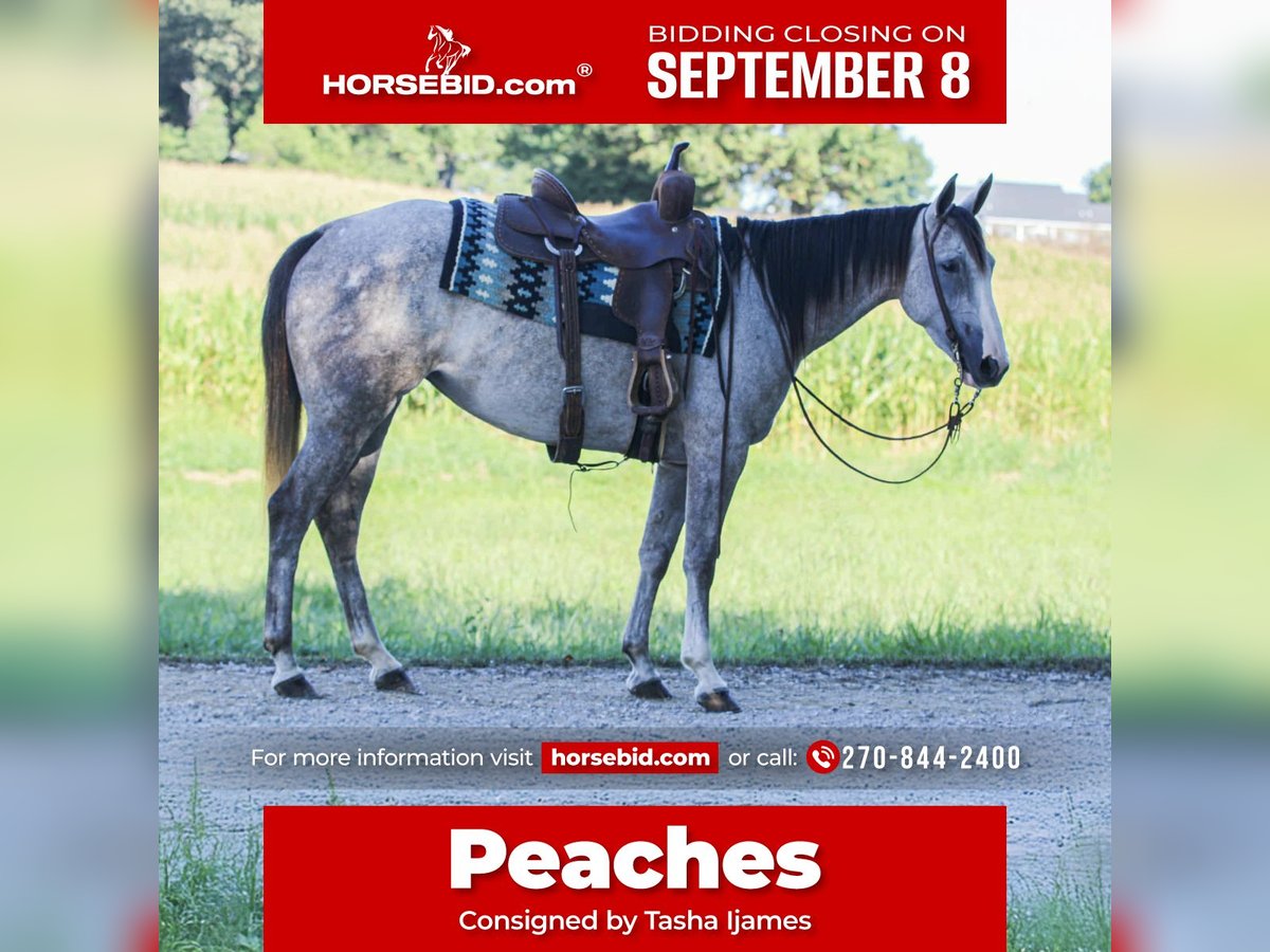 American Quarter Horse Stute 4 Jahre 150 cm Schimmel in Henderson