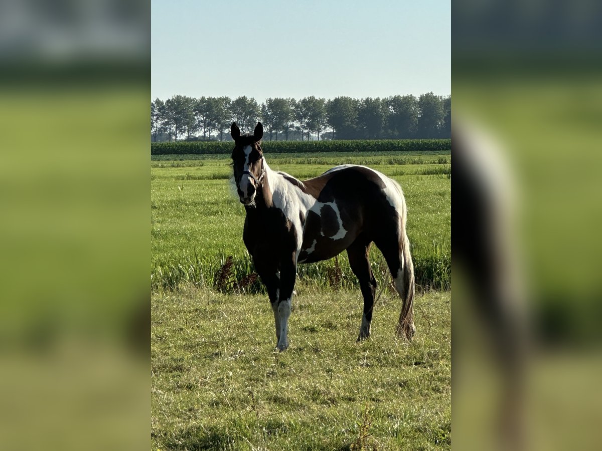 American Quarter Horse Stute 4 Jahre 150 cm Tobiano-alle-Farben in Alphen aan den Rijn
