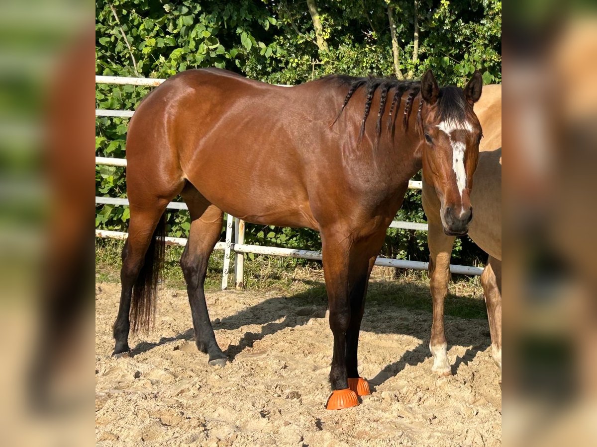 American Quarter Horse Stute 4 Jahre 151 cm Brauner in Meerbusch