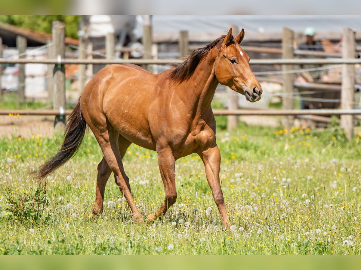 American Quarter Horse Stute 4 Jahre 151 cm Fuchs in Ottenhofen