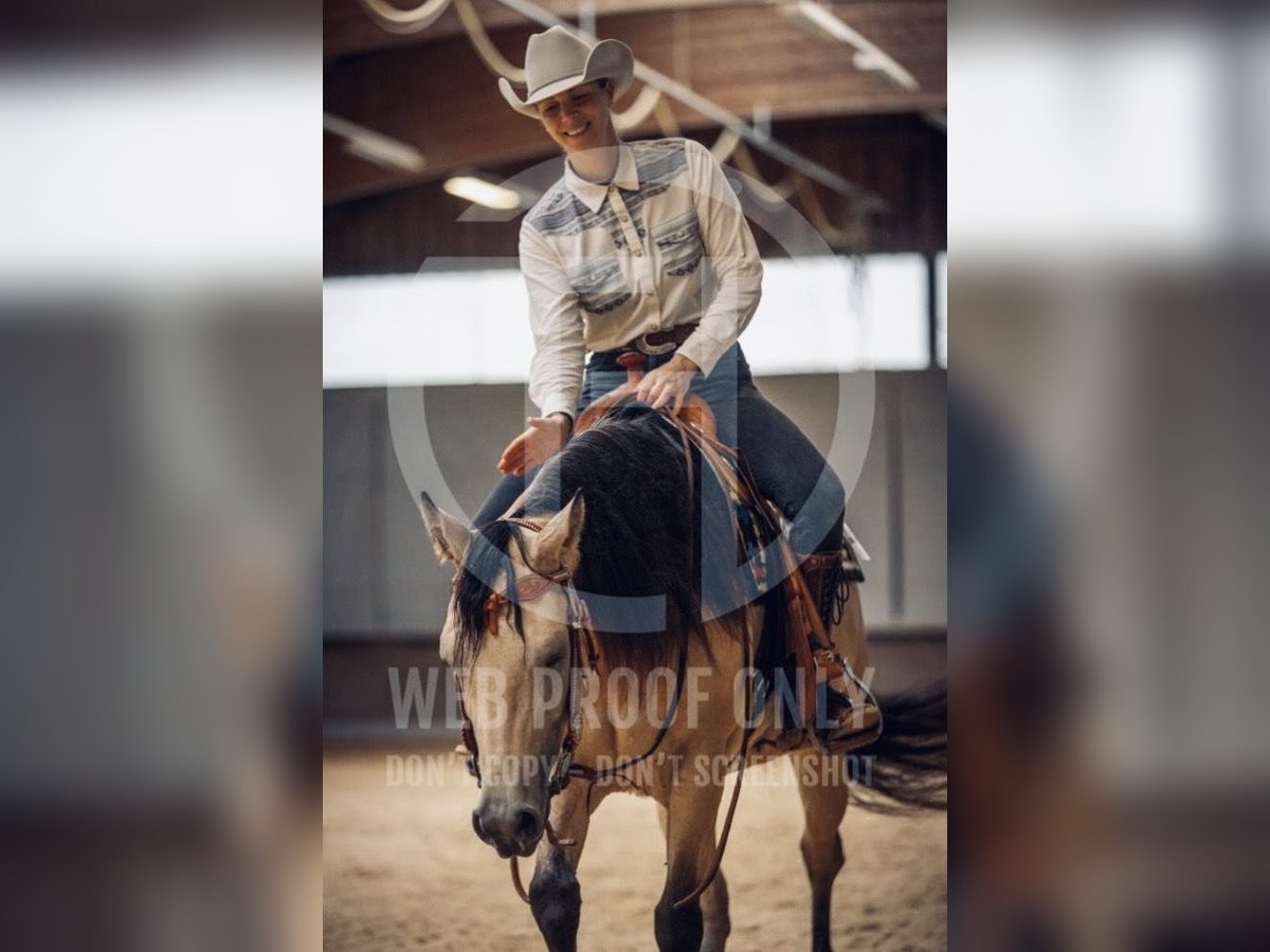 American Quarter Horse Stute 4 Jahre 152 cm Buckskin in Buchenberg