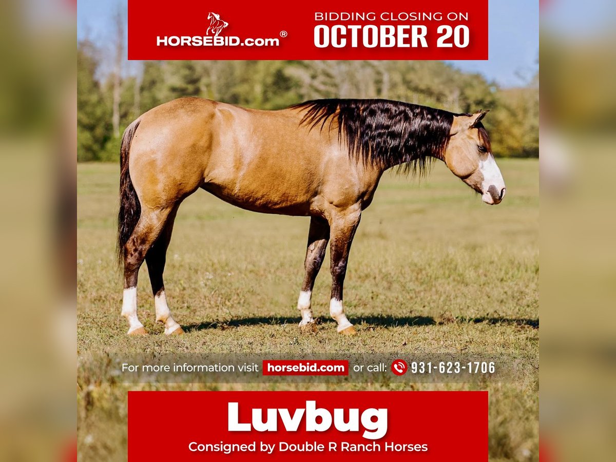 American Quarter Horse Stute 4 Jahre 152 cm Falbe in Lyles, TN