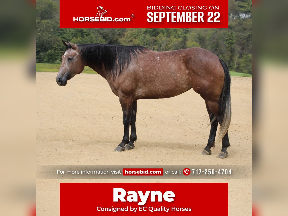 American Quarter Horse Stute 4 Jahre 152 cm Rappschimmel in Beaver Springs