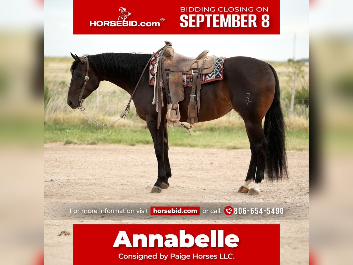 American Quarter Horse Stute 4 Jahre 152 cm Rotbrauner in Amarillo, TX