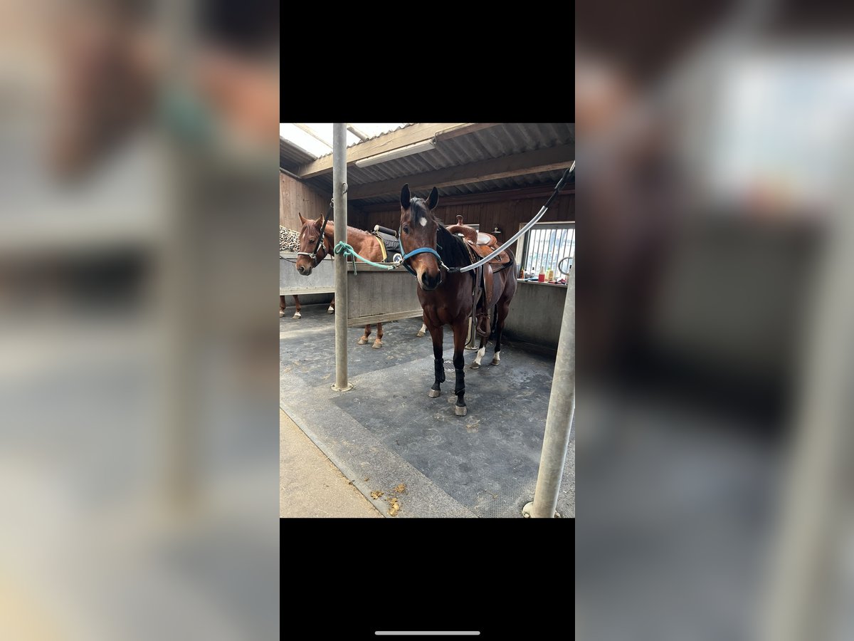 American Quarter Horse Stute 4 Jahre 153 cm Brauner in GangeltGangelt