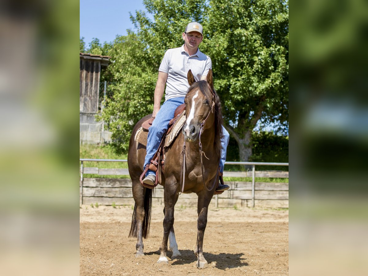 American Quarter Horse Stute 4 Jahre 153 cm Brauner in Ehingen