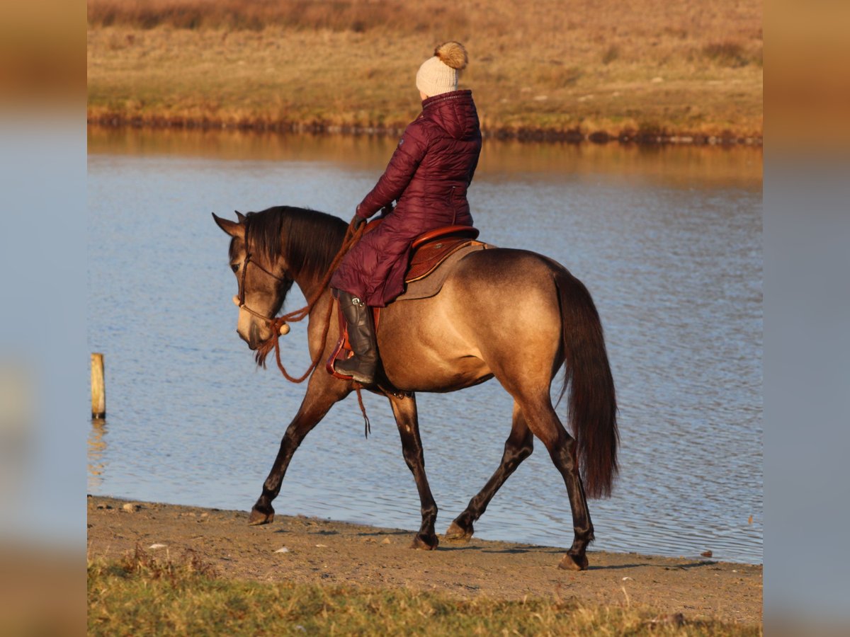 American Quarter Horse Mix Stute 4 Jahre 153 cm Buckskin in Oberhausen