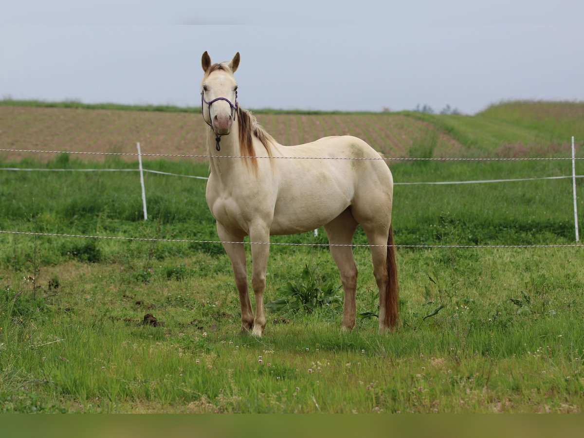American Quarter Horse Stute 4 Jahre 153 cm Champagne in N&#xFC;mbrecht