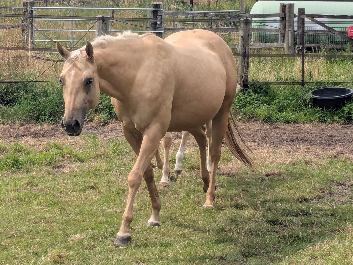 American Quarter Horse Stute 4 Jahre 153 cm Palomino in Rheine