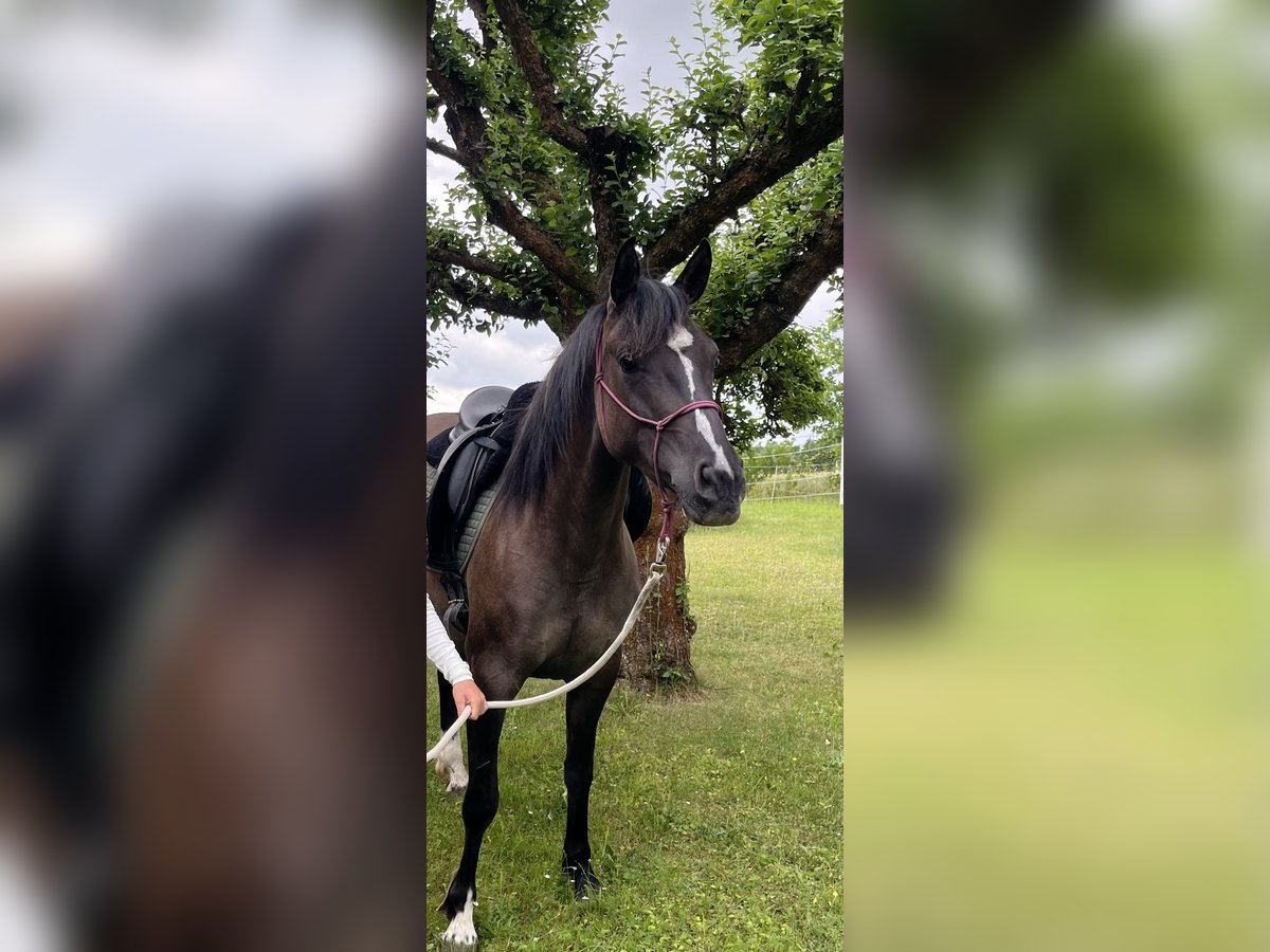 American Quarter Horse Stute 4 Jahre 155 cm Grullo in J&#xFC;terbog
