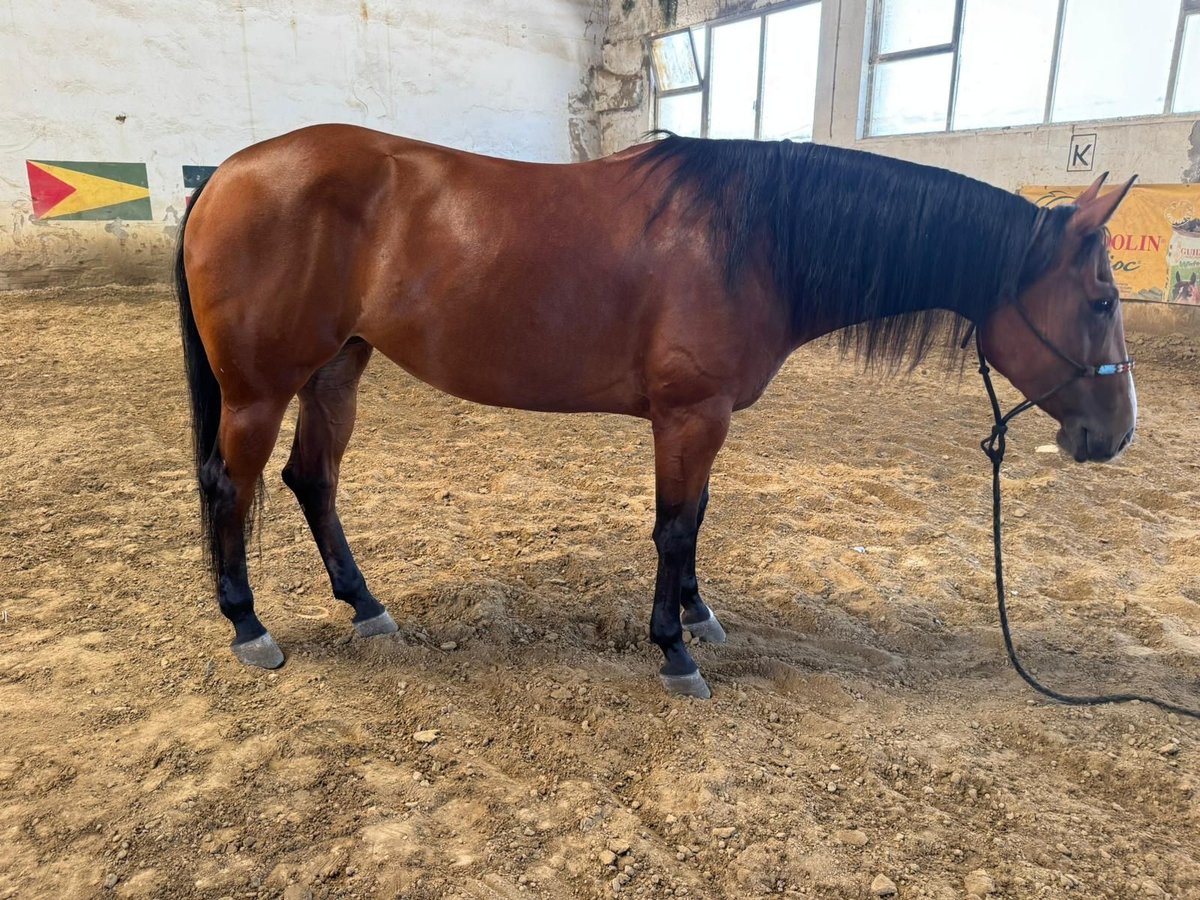 American Quarter Horse Stute 4 Jahre 157 cm Dunkelbrauner in Massarella