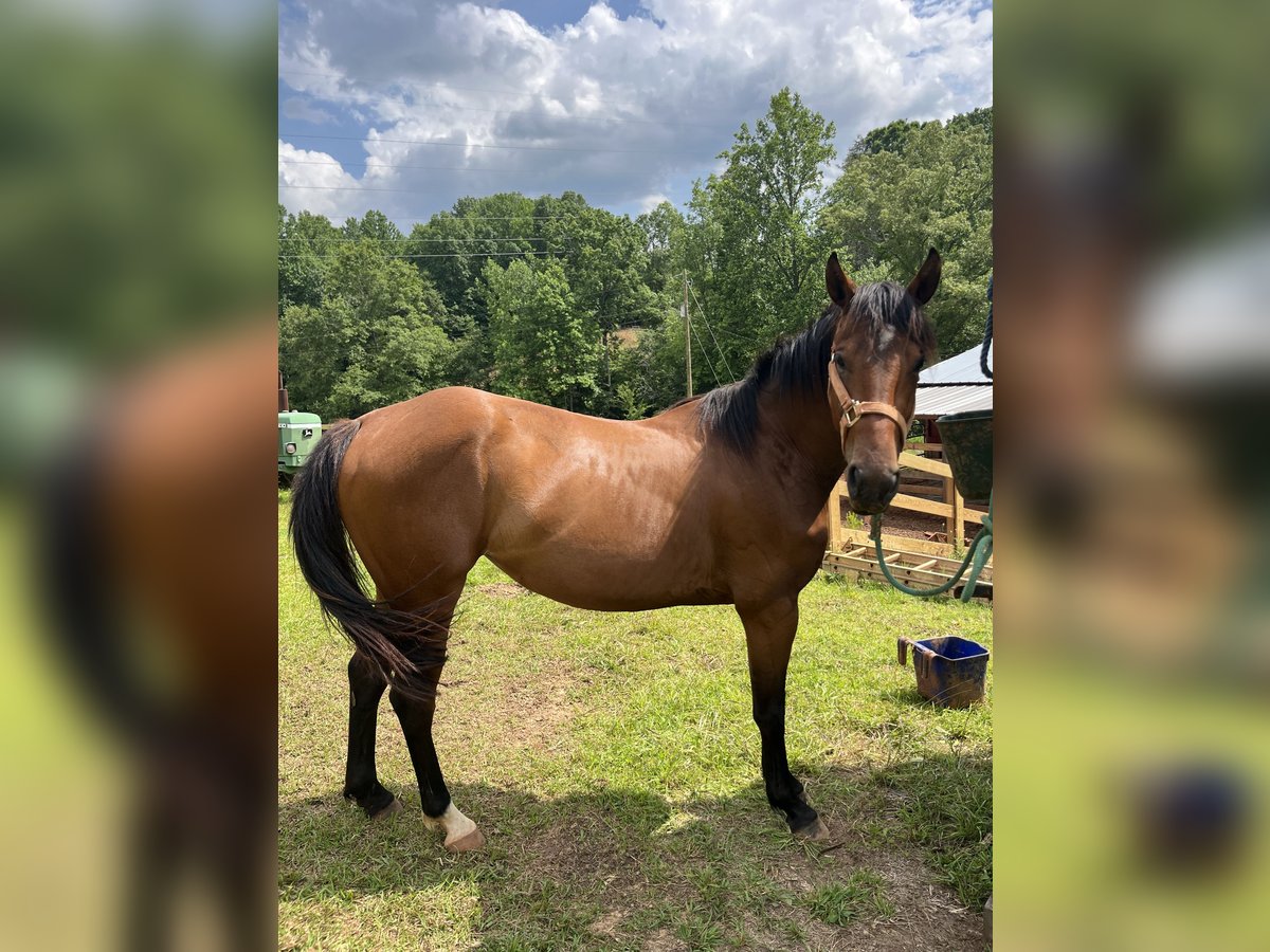 American Quarter Horse Stute 4 Jahre 157 cm Hellbrauner in Easley South Carolina