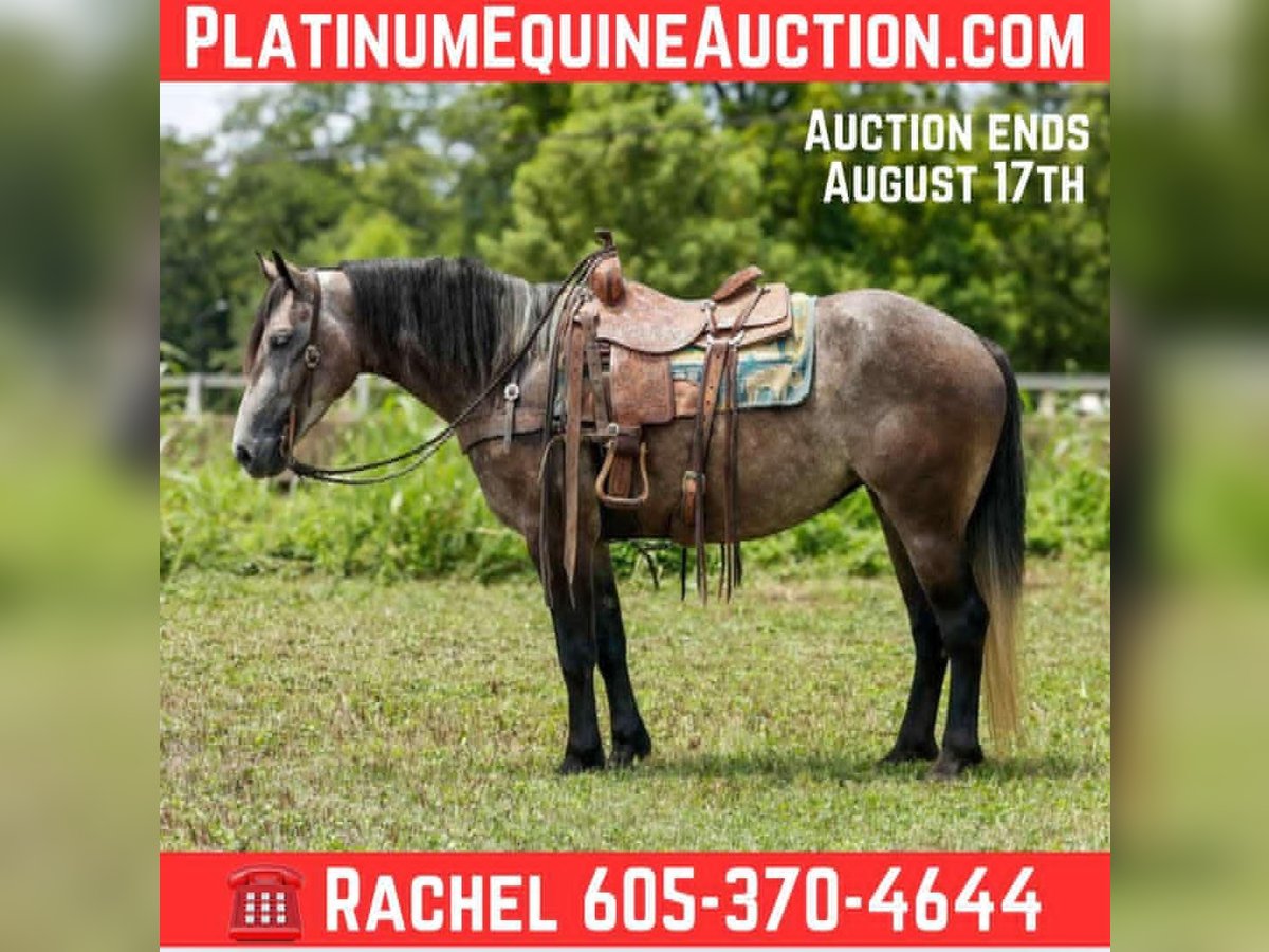 American Quarter Horse Stute 4 Jahre 157 cm Schimmel in Rusk TX