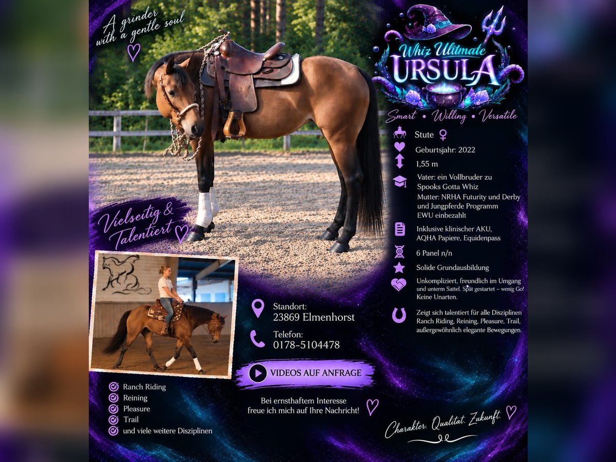 American Quarter Horse, Stute in Elmenhorst