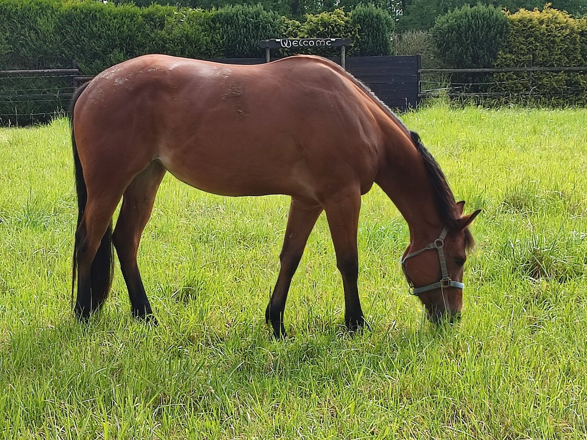 American Quarter Horse Stute 4 Jahre 158 cm Brauner in Straelen