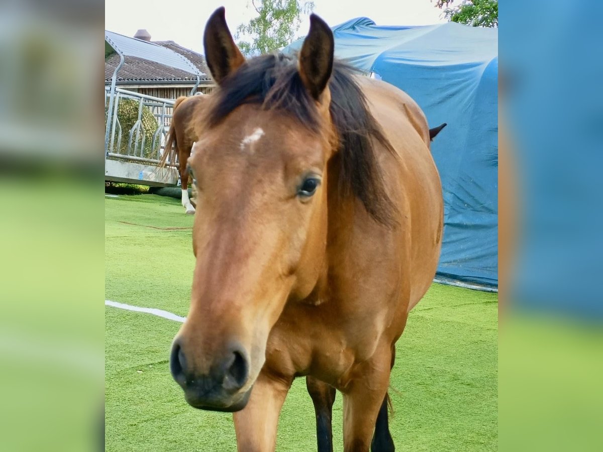 American Quarter Horse Mix Stute 4 Jahre 160 cm Brauner in Buchs ZH