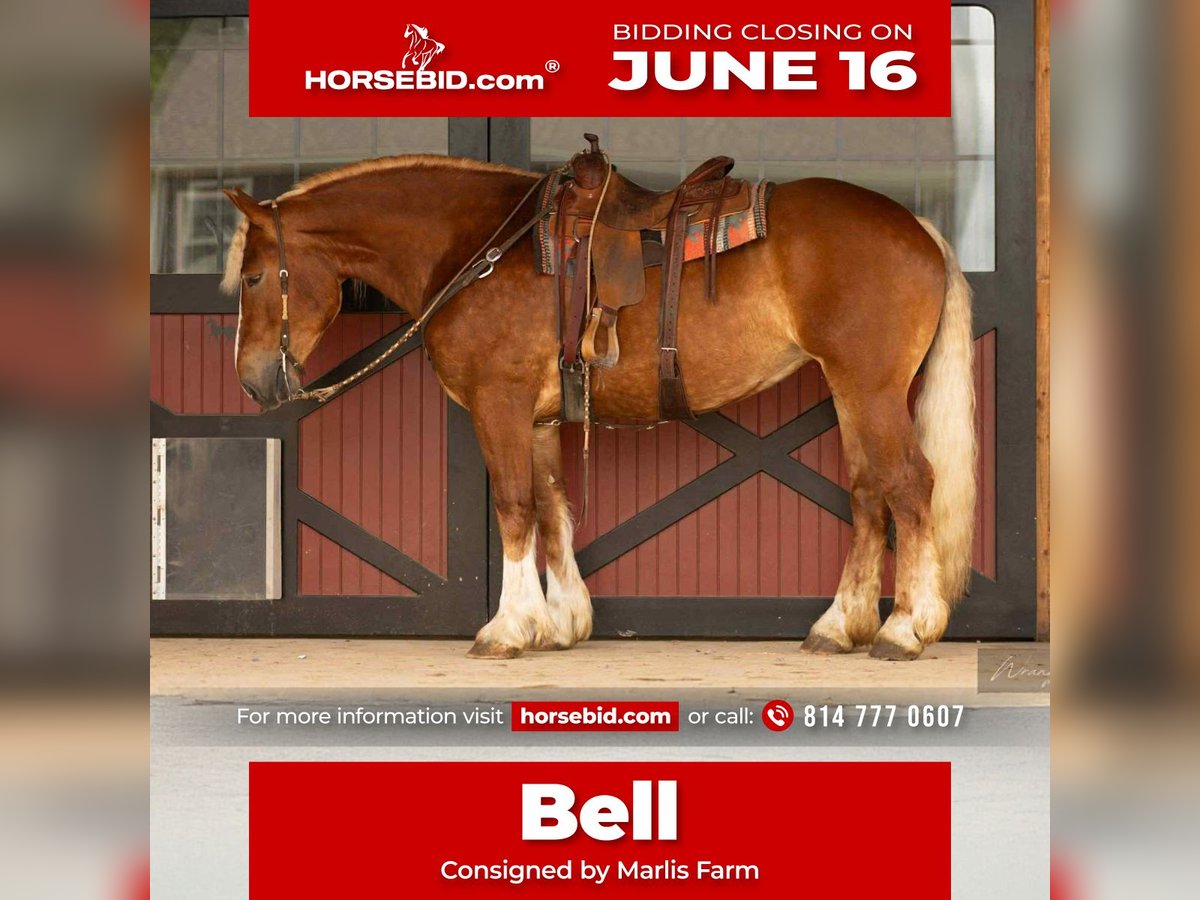 American Quarter Horse Mix Stute 4 Jahre 165 cm Rotfuchs in Rebersburg, PA