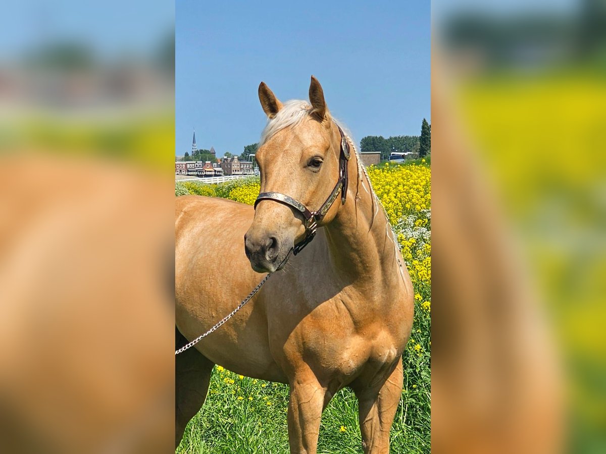 American Quarter Horse Stute 4 Jahre Palomino in Moordrecht