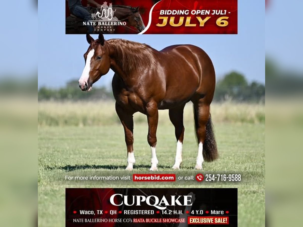 American Quarter Horse Stute 4 Jahre Rotfuchs in Waco