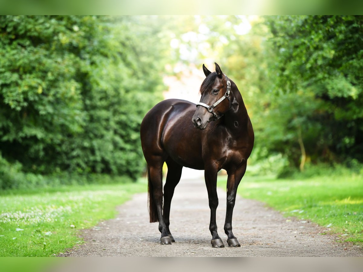 American Quarter Horse Stute 5 Jahre 143 cm Brauner in D&#xFC;sseldorf